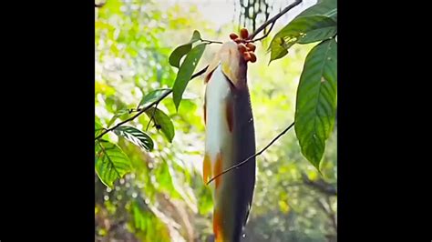 A piraputanga fish catches the fruits of a tree|Unbelievable Gravity ...