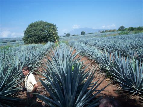 Guadalajara Mexico in Cuervo's Agave Fields | Guadalajara mexico ...