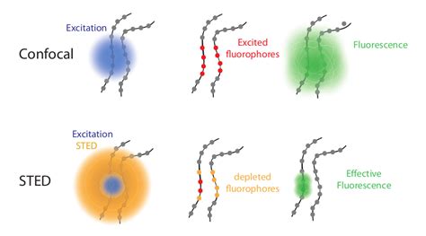 STED Microscopy | Scientific Volume Imaging