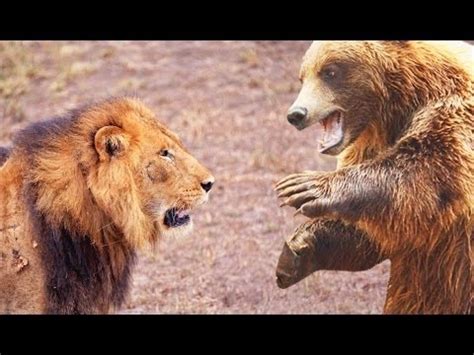 Lion vs Bear Fight, Bear Face Off - YouTube