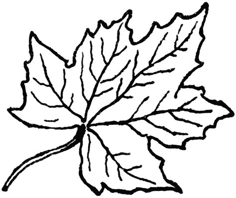 Free Maple Leaf Outline, Download Free Maple Leaf Outline png images ...