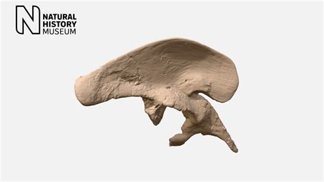 Sarcosaurus woodii pelvis part 2 - Download Free 3D model by NHM ...