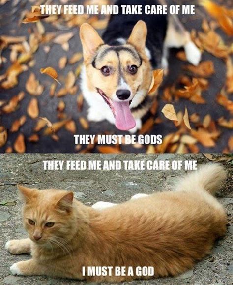 Funny Animal Meme Jokes