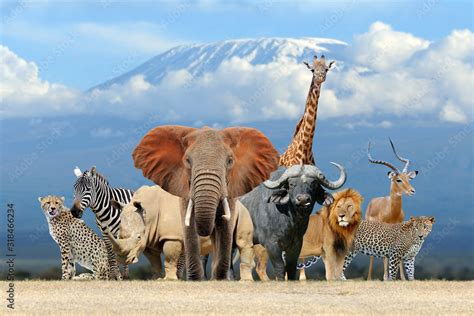 Group of African safari animals together Stock Photo | Adobe Stock