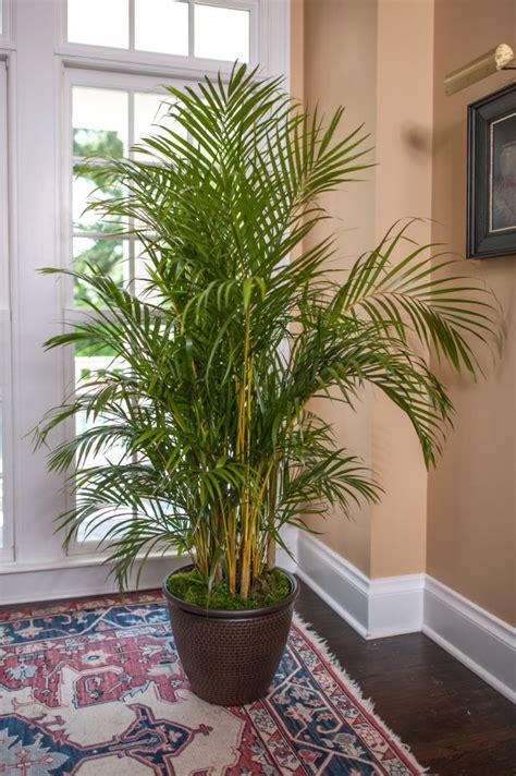 Areca Palm Tree For Sale Near Me | palmtree