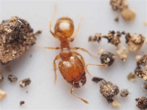 15 Types of Red Ants (Pictures And Identification)