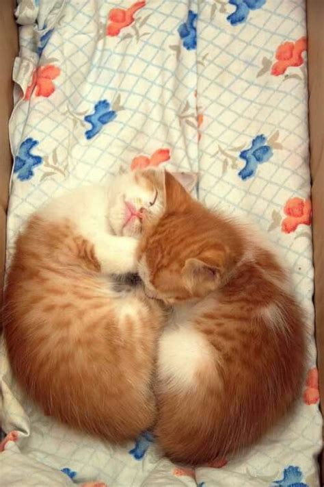 Pin by Emi Lika ️🐈 cat Urasoe on C...5Sleep cats Z(*v.v)。。。 zzzzzzzz ...