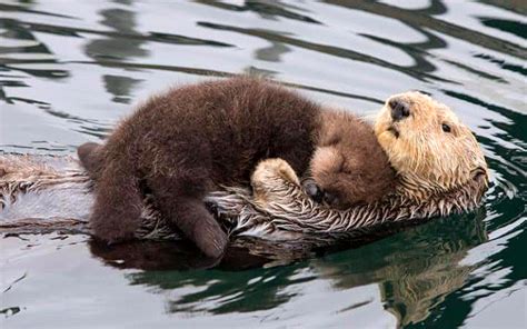 🔥 Baby Sea Otter sleeping on its Mother's stomach : r/NatureIsFuckingLit