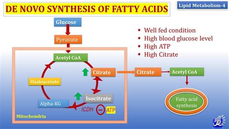 Fatty Acid Synthesis Citrate