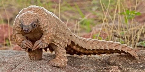 What Is A Pangolin? Guide To Pangolins Of Africa & Asia ️