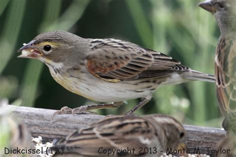 Dickcissel