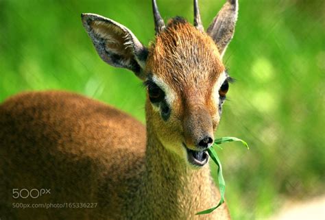 Kirk's dik-dik | Dik dik, Animals, Dik dik antelope