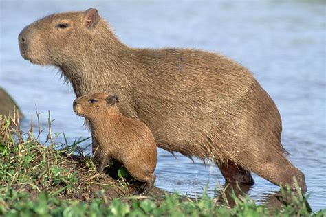 Capybaras: NI woman admits keeping wild South American rodent without ...