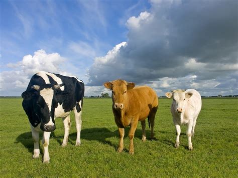 Three white, black and brown cows HD wallpaper | Wallpaper Flare