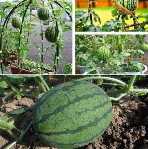 List 98+ Wallpaper Picture Of A Watermelon Plant Latest