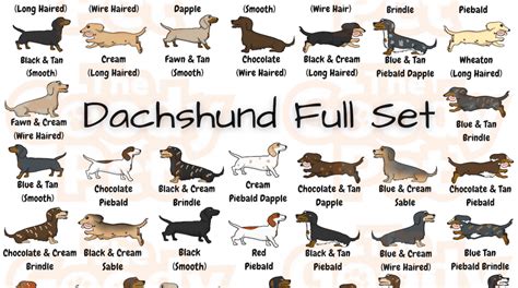 25 Colors And Patterns Of A Dachshund