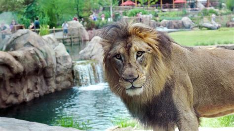 Cincinnati Zoo lands on national top 10 list - Cincinnati Business Courier