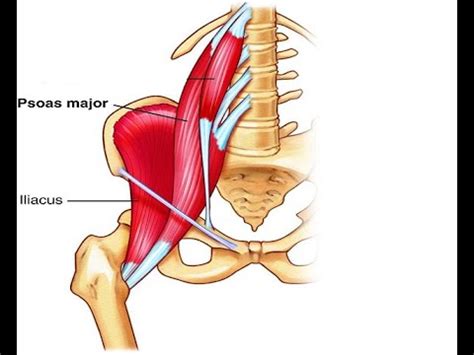 Hip Flexor Anatomy Diagram