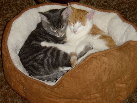 Hugging Cats Cute Pictures-Images | Funny And Cute Animals