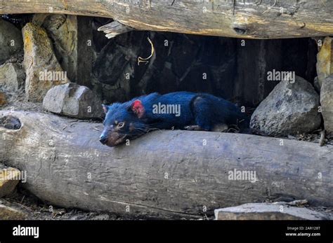 Tasmanian Devil in the Tasmanian Devil Conservation Park, Tasmanina ...