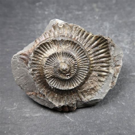 Ammonite from Whitby - UK Ammonite fossils - Whitby Ammonites