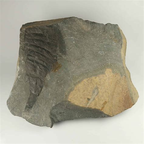 Eurypterid fossils | Fossilised 'Sea Scorpions' | UK Shop