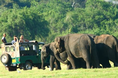 Minneriya National Park Private Jeep Safari from Habarana 2023 ...