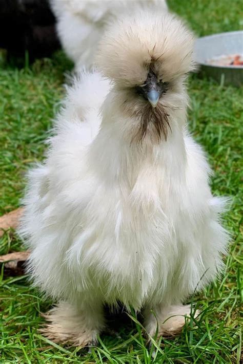 Top 6 Asian Chicken Breeds (with Pictures)