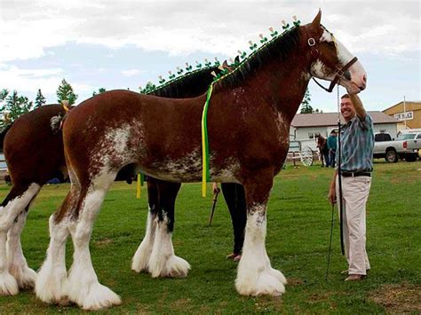 727 best Clydesdale Ref images on Pinterest | Clydesdale horses ...