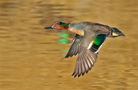 Green-winged Teal | Beautiful birds, Waterfowl hunting, Pet birds