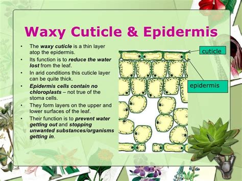 Plant tissues and organs