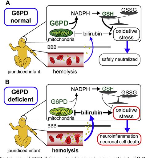 Figure 2 from Glucose-6-Phosphate Dehydrogenase Deficiency and the Need ...