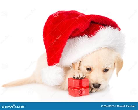 Golden Retriever Puppy Dog with Gift and Santa Hat. Isolated Stock ...