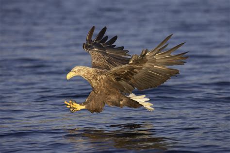 White tailed eagle (sea eagle) | White tailed eagle, Sea eagle, Eagle ...