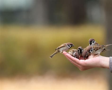 Wallpaper Birds in hand 1920x1200 Picture, Image