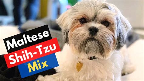 Who's Maltese Shih Tzu Mix Breed? Malshi Traits and Care - YouTube