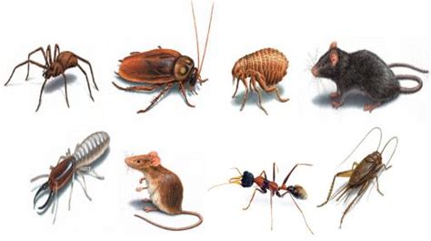 How to Choose the Best Pest Management Services in Singapore