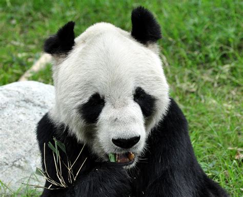 Remembering Pan Pan…From one of his Adoptive Moms | Pandas International