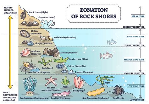 Zonation of rock shores with underwater species and organisms outline ...