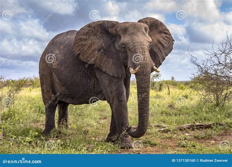 African Elephant walking stock photo. Image of adventure - 137130160