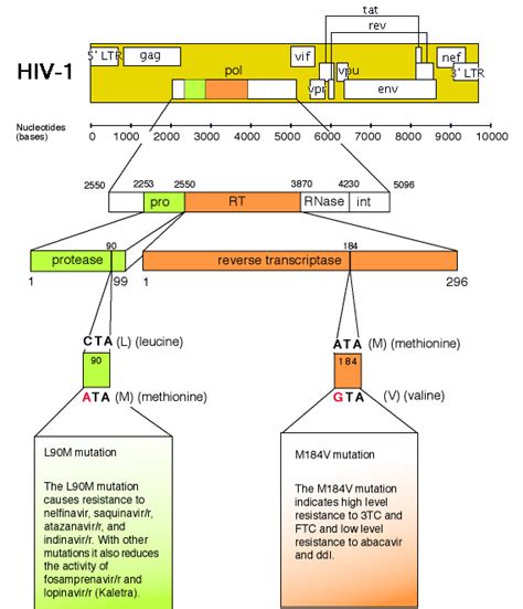 9. Appendix 5: The HIV genome map | Training manual | HIV i-Base