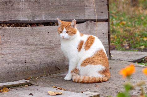 13 Orange and White Cat Breeds You'll Love (With Pictures)