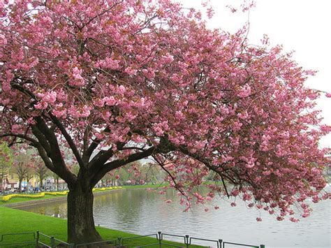 Cherry Blossom Tree - Trees Photo (19838736) - Fanpop