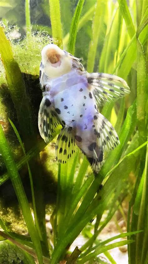 Leopard Frog Pleco (L134 Pleco): Care, Size, Lifespan, breeding, & More