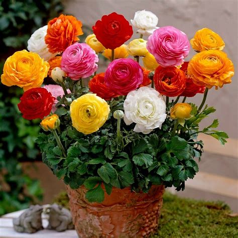 TAYLORS RANUNCULUS MIXED PERSIAN BUTTERCUP X 12 BULBS – CUT FLOWER AND ...