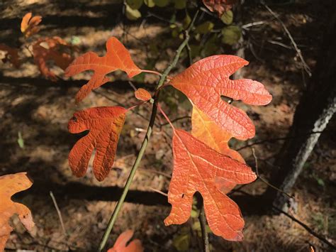 Sassafras leaves changing colors in autumn | Plants, Autumn, Fall