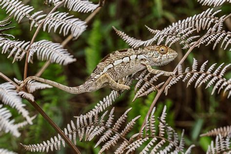 Can A Chameleon Turn Any Color? - ReptileStartUp.com