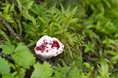 Bleeding Tooth Fungus - What You Need To Know About Hydnellum Peckii