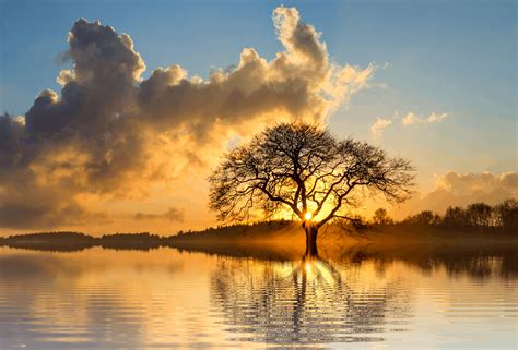 Landscape Photography of Tree and Body of Water · Free Stock Photo