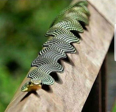 🔥 Paradise flying snake 🔥 : NatureIsFuckingLit | Unusual animals ...